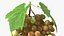 Colección de uvas 6