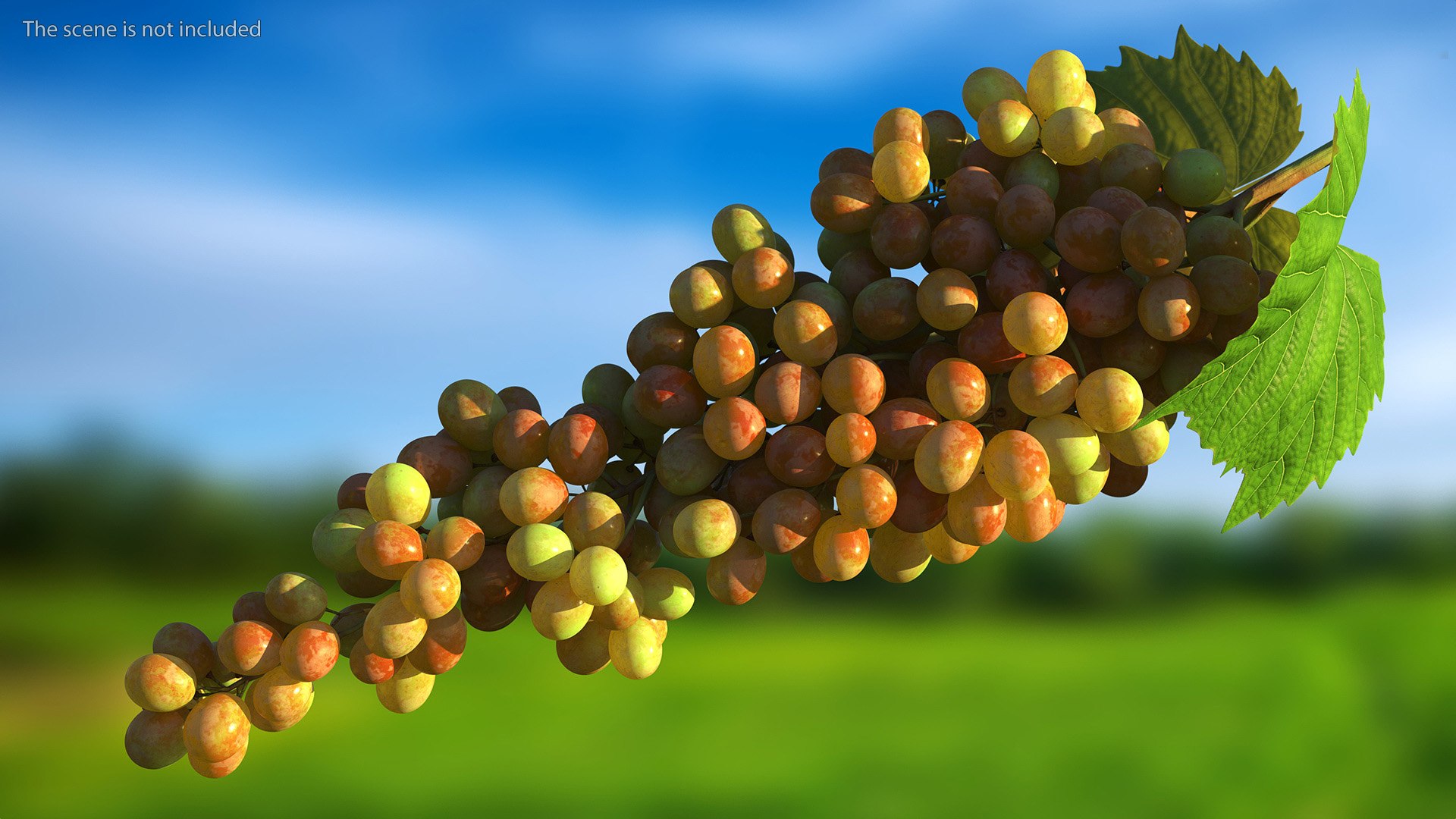 Grapes Collection 6 3D model https://p.turbosquid.com/ts-thumb/bv/TRq6Qz/8m/grapes_collection_6_006/jpg/1709644369/1920x1080/fit_q87/801a183bb14d01e8780b2cef4889012ddb6a644c/grapes_collection_6_006.jpg
