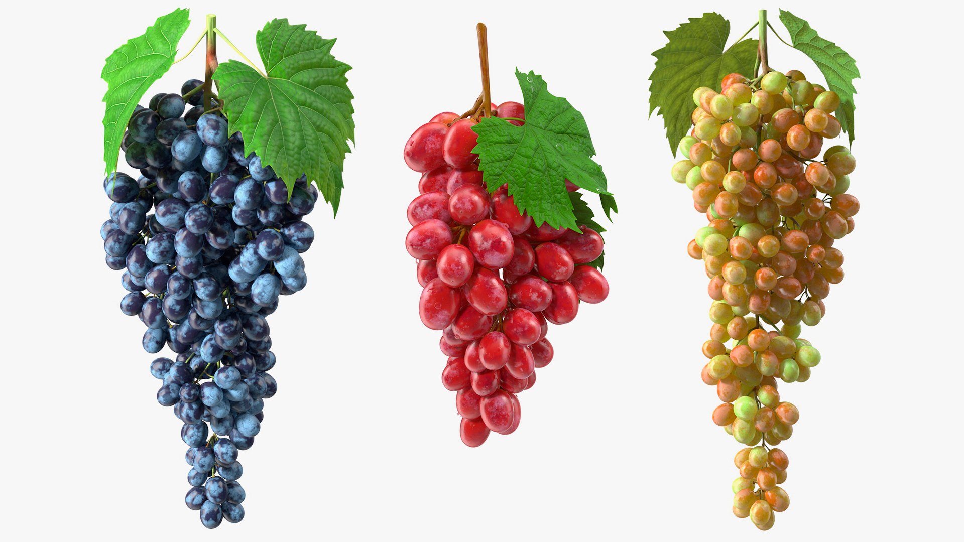 Grapes Collection 6 3D model https://p.turbosquid.com/ts-thumb/bv/TRq6Qz/Bn/grapescollection6mb3dmodel001/jpg/1709640526/1920x1080/fit_q87/0f9f1396b722f058d9346dffc089feec94f7022d/grapescollection6mb3dmodel001.jpg