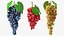 Colección de uvas 6