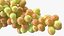 Colección de uvas 6