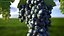 Colección de uvas 6