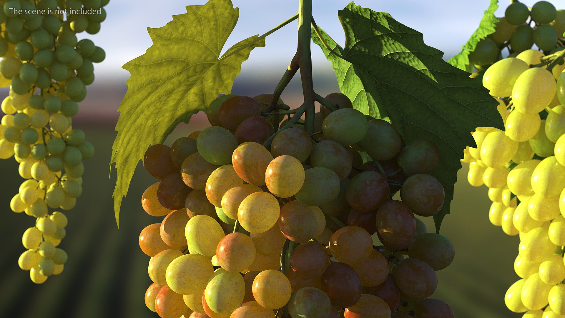Grapes Collection 6 3D model https://p.turbosquid.com/ts-thumb/bv/TRq6Qz/E7/grapes_collection_6_005/jpg/1709644369/1920x1080/fit_q87/56c7af82965f55cc095c3f38f0bb88db40e1442b/grapes_collection_6_005.jpg