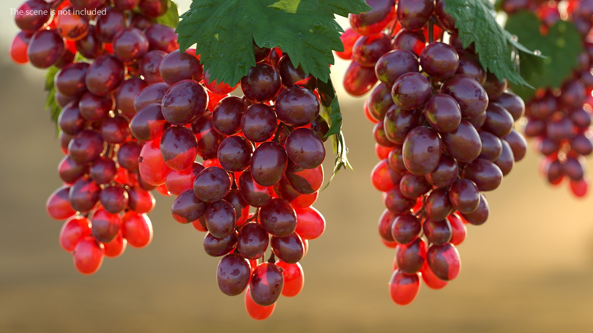 Grapes Collection 6 3D model https://p.turbosquid.com/ts-thumb/bv/TRq6Qz/Nj/grapes_collection_6_031/jpg/1709644385/1920x1080/fit_q87/5b97ffb5dfd42f474903b717aad2718a67cce050/grapes_collection_6_031.jpg