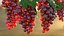 Colección de uvas 6