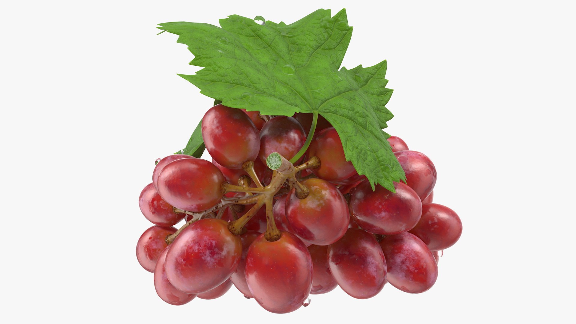 Grapes Collection 6 3D model https://p.turbosquid.com/ts-thumb/bv/TRq6Qz/pG/grapes_collection_6_036/jpg/1709644387/1920x1080/fit_q87/2ac7937a3c507bc5889b590c9003c7edfdf9bdab/grapes_collection_6_036.jpg