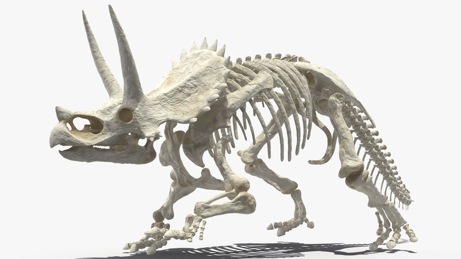 3D model triceratops horridus skeleton rigged https://p.turbosquid.com/ts-thumb/bv/Tz1H0v/1d1aBEll/triceratopshorridusskeletonrigged3dmodel005/jpg/1583842609/1920x1080/fit_q87/8fa3a56df167c9bb80df397a5e1a643e1a5c0ebe/triceratopshorridusskeletonrigged3dmodel005.jpg