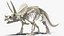 Triceratops Horridus Skeleton Rigged for Maya