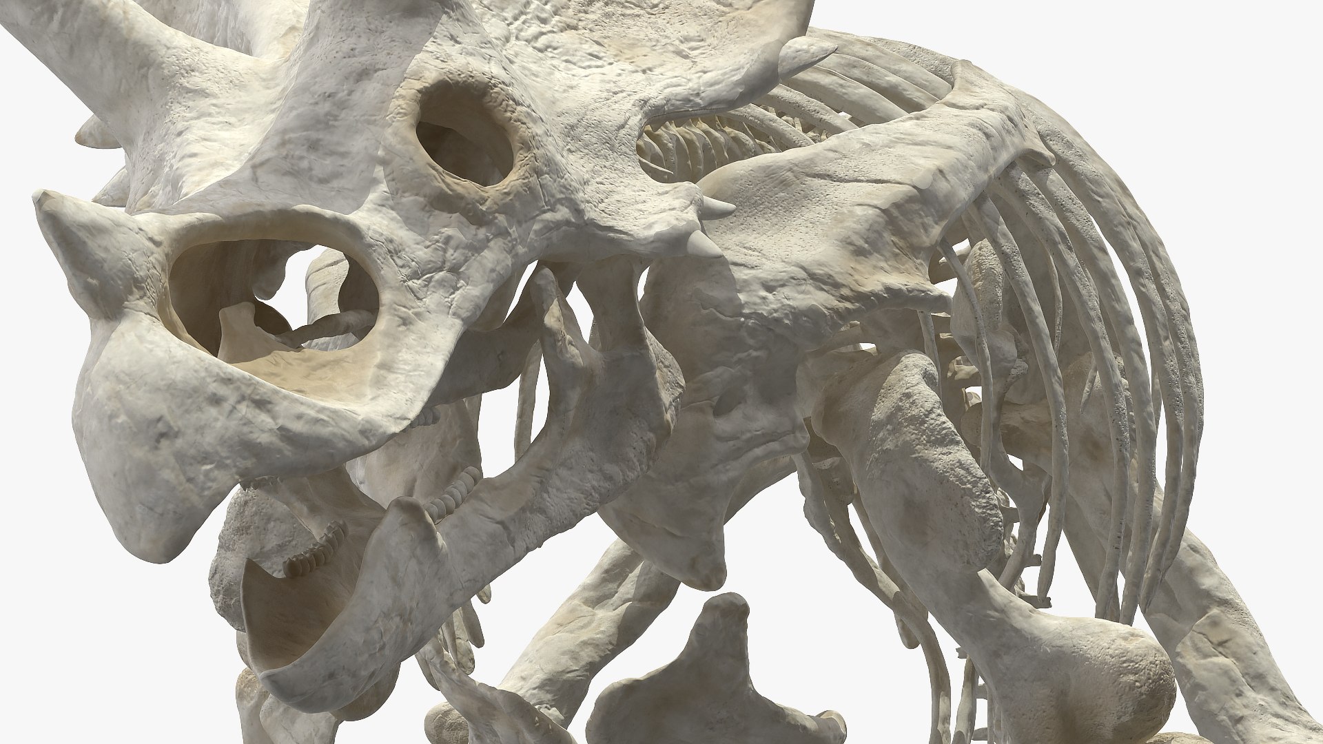 3D model triceratops horridus skeleton rigged https://p.turbosquid.com/ts-thumb/bv/Tz1H0v/IyM2Kg2d/triceratopshorridusskeletonrigged3dmodel026/jpg/1583842698/1920x1080/fit_q87/8c0026cc8334a1893664c1b080a270ee81ae901e/triceratopshorridusskeletonrigged3dmodel026.jpg