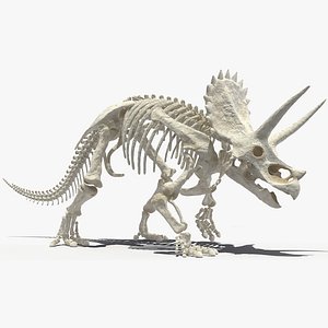 3D model triceratops horridus skeleton rigged