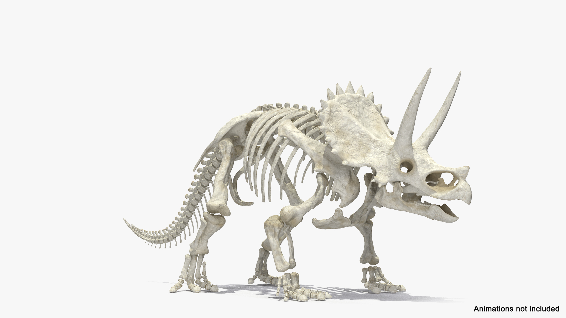 3D model triceratops horridus skeleton rigged https://p.turbosquid.com/ts-thumb/bv/Tz1H0v/QexvtJHn/triceratops_horridus_skeleton_rigged_362/jpg/1583841698/1920x1080/turn_fit_q99/f6e77ebbe6069a4430ef6d4d2370ccff3d01ffd8/triceratops_horridus_skeleton_rigged_362-1.jpg