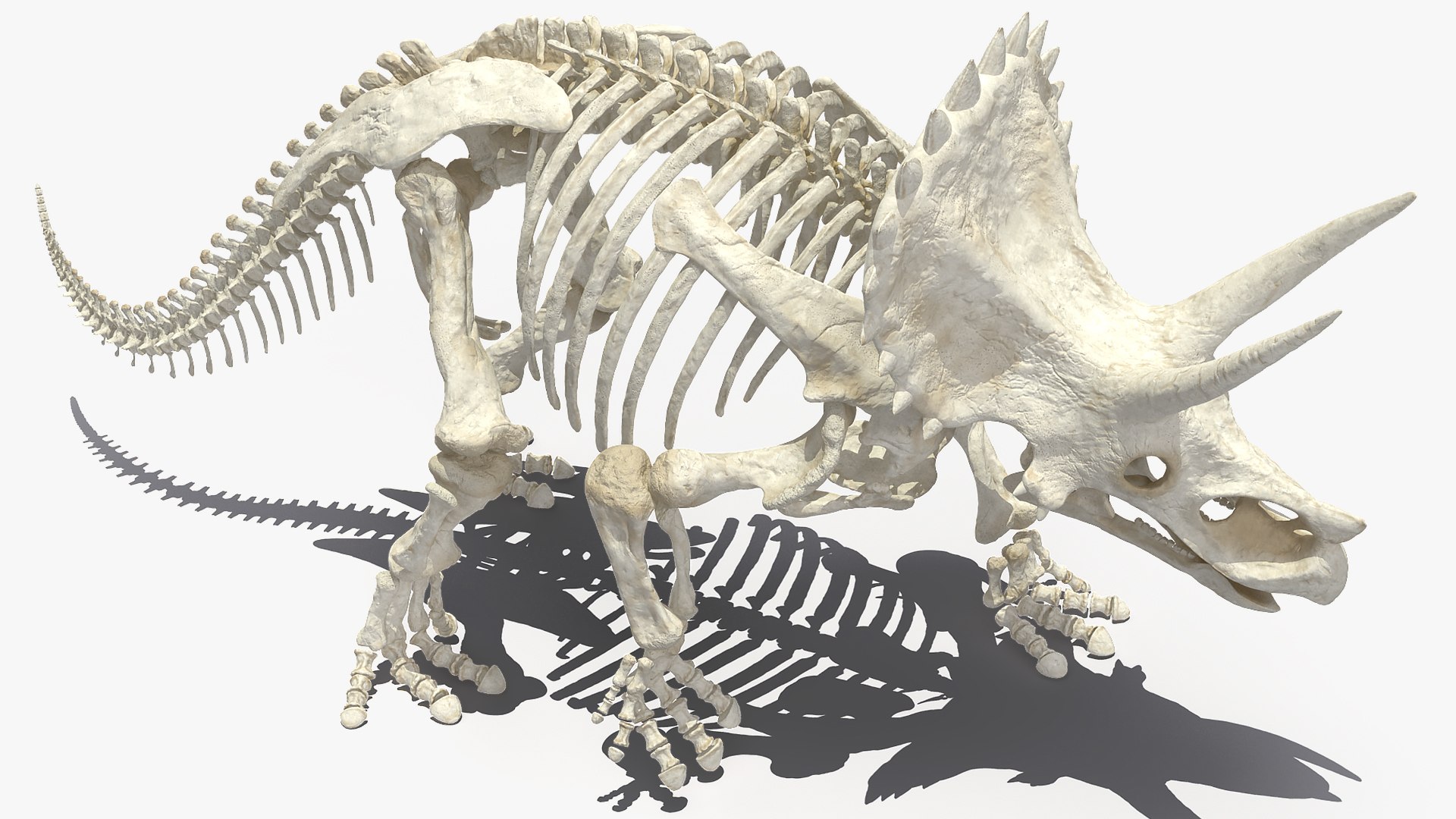 3D model triceratops horridus skeleton rigged https://p.turbosquid.com/ts-thumb/bv/Tz1H0v/SKlTHgQB/triceratopshorridusskeletonrigged3dmodel010/jpg/1583842631/1920x1080/fit_q87/6d9b6b4a7b545b6c278c023d61fa6ea52d9bcba4/triceratopshorridusskeletonrigged3dmodel010.jpg