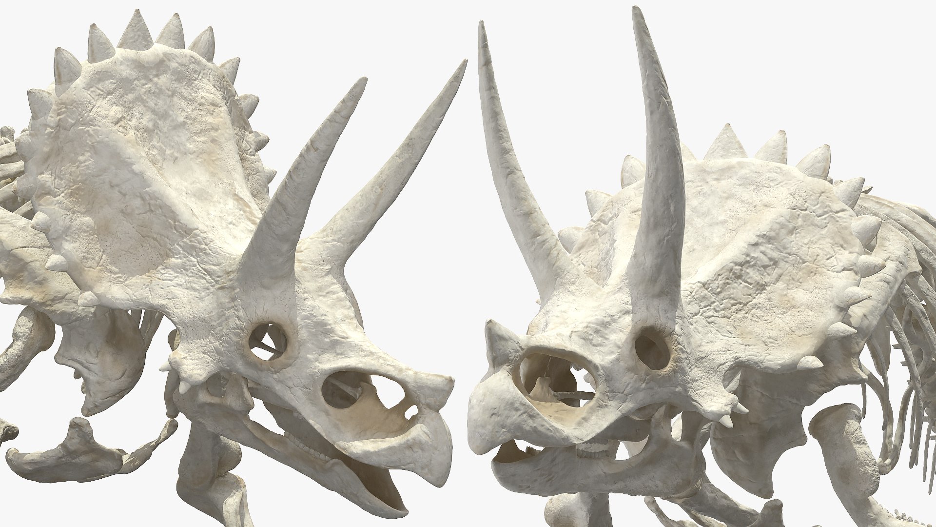 3D model triceratops horridus skeleton rigged https://p.turbosquid.com/ts-thumb/bv/Tz1H0v/ja302bd3/triceratopshorridusskeletonrigged3dmodel018/jpg/1583842667/1920x1080/fit_q87/65d36bdad9877ad7652b5cfab27d5462dbd4919d/triceratopshorridusskeletonrigged3dmodel018.jpg