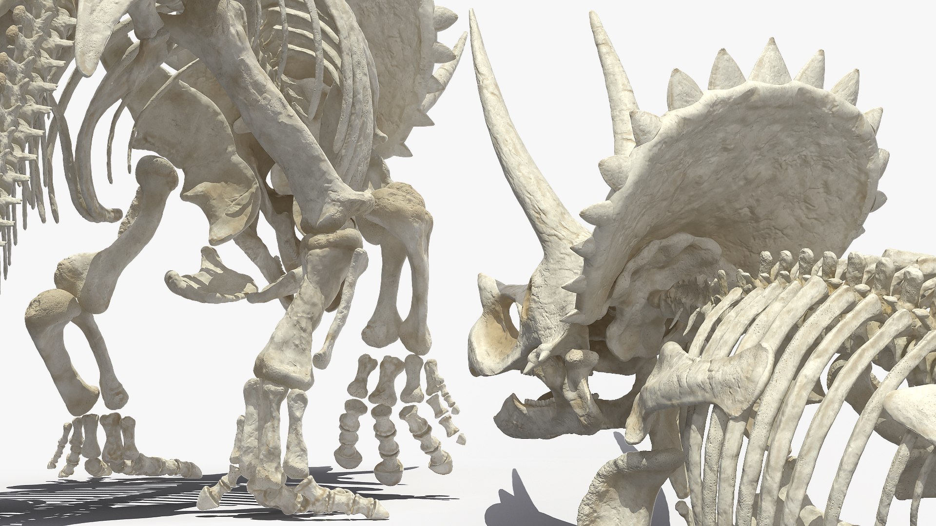 3D model triceratops horridus skeleton rigged https://p.turbosquid.com/ts-thumb/bv/Tz1H0v/mZNSo15L/triceratopshorridusskeletonrigged3dmodel019/jpg/1583842672/1920x1080/fit_q87/6ab366249c380c208d8cdaf3af3d56d879487617/triceratopshorridusskeletonrigged3dmodel019.jpg