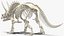 Triceratops Horridus Skeleton Rigged for Maya