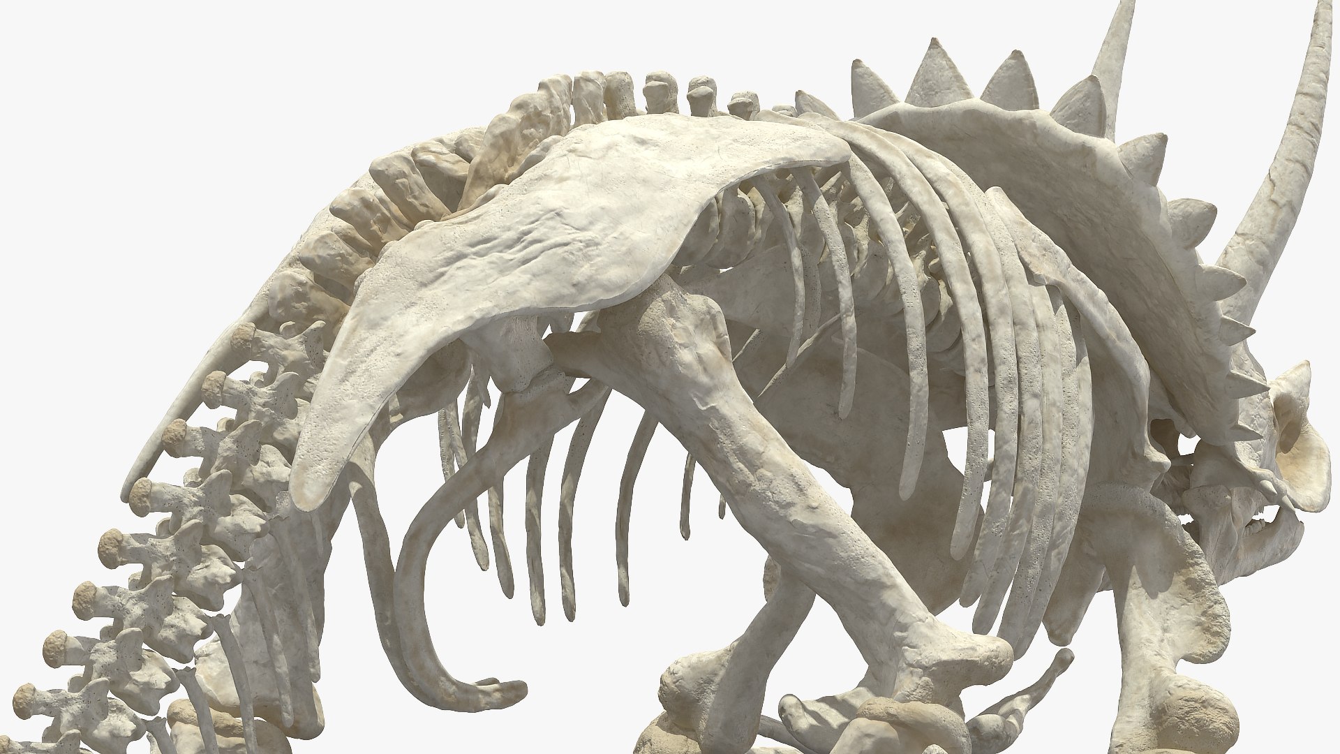 3D model triceratops horridus skeleton rigged https://p.turbosquid.com/ts-thumb/bv/Tz1H0v/yFEpGzsm/triceratopshorridusskeletonrigged3dmodel023/jpg/1583842687/1920x1080/fit_q87/283b6d306814db7e6f99462b66e31dda771acb3a/triceratopshorridusskeletonrigged3dmodel023.jpg
