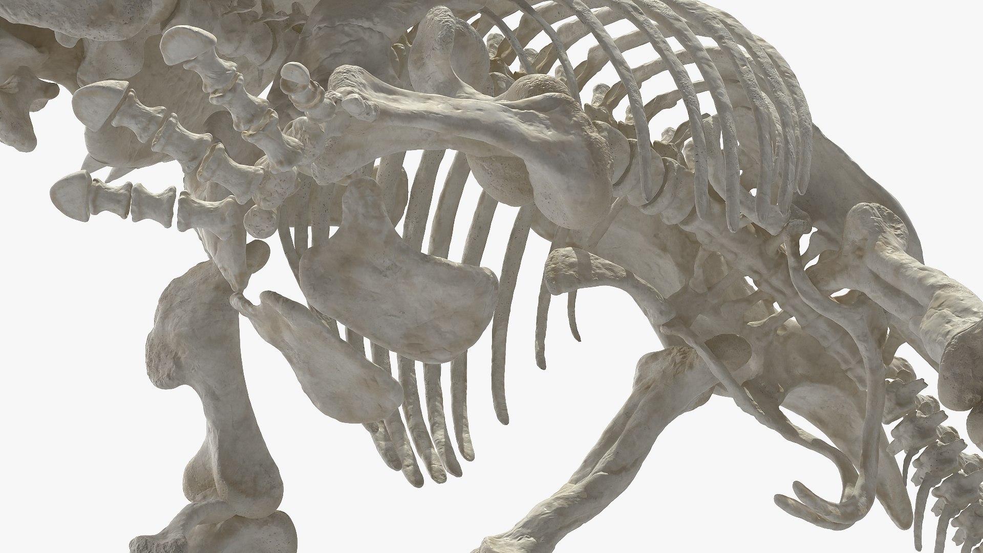 3D model triceratops horridus skeleton rigged https://p.turbosquid.com/ts-thumb/bv/Tz1H0v/zAxy4CDi/triceratopshorridusskeletonrigged3dmodel016/jpg/1583842659/1920x1080/fit_q87/071092822d2672b23d6a3821e600f926ba1afc04/triceratopshorridusskeletonrigged3dmodel016.jpg