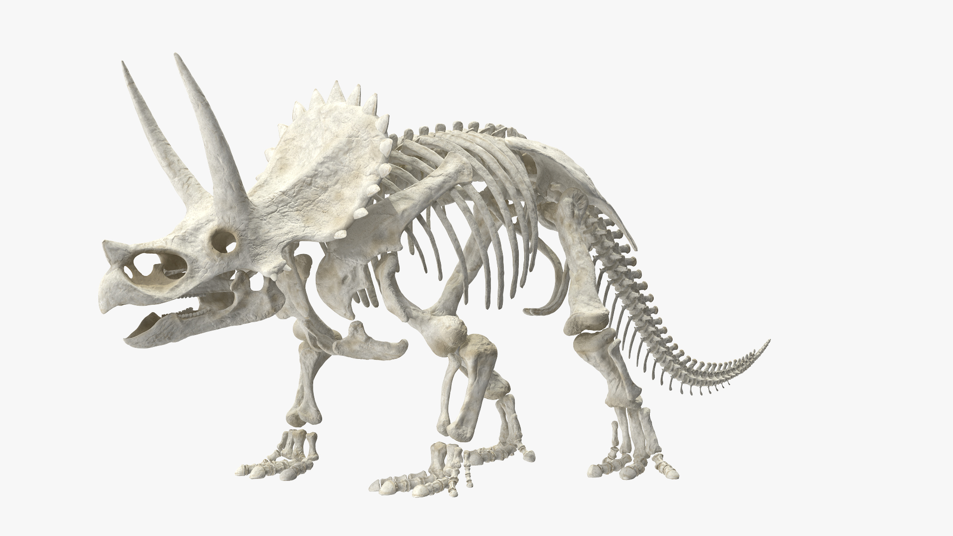 3D model triceratops horridus skeleton rigged https://p.turbosquid.com/ts-thumb/bv/Tz1H0v/zBvscB7a/triceratops_horridus_skeleton_rigged_360/jpg/1583841908/1920x1080/turn_fit_q99/ca84a5627a5628e0e79413ddd93c14c4c0718b6b/triceratops_horridus_skeleton_rigged_360-1.jpg