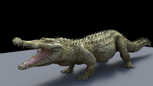 3D Alligator Models | TurboSquid