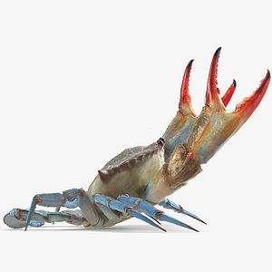 3D atlantic blue crab rigged model