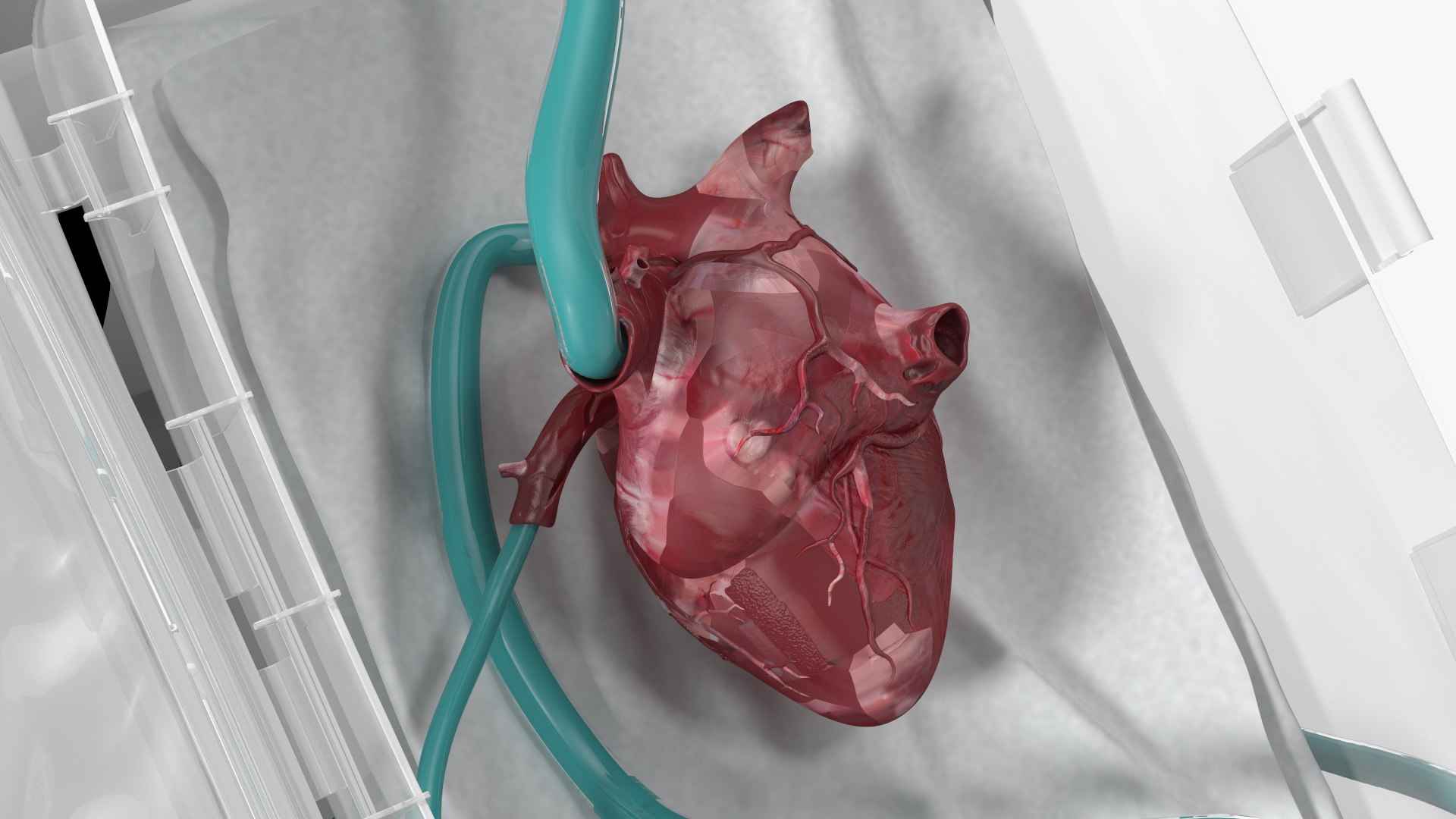 3D Organ Care System with Heart model https://p.turbosquid.com/ts-thumb/bv/i1nVwf/C1/organcaresystemwithheartmb3dmodel020/jpg/1638523783/1920x1080/fit_q87/d36e0691081d6ffdb1a2ce654cb370f7b9b21e81/organcaresystemwithheartmb3dmodel020.jpg