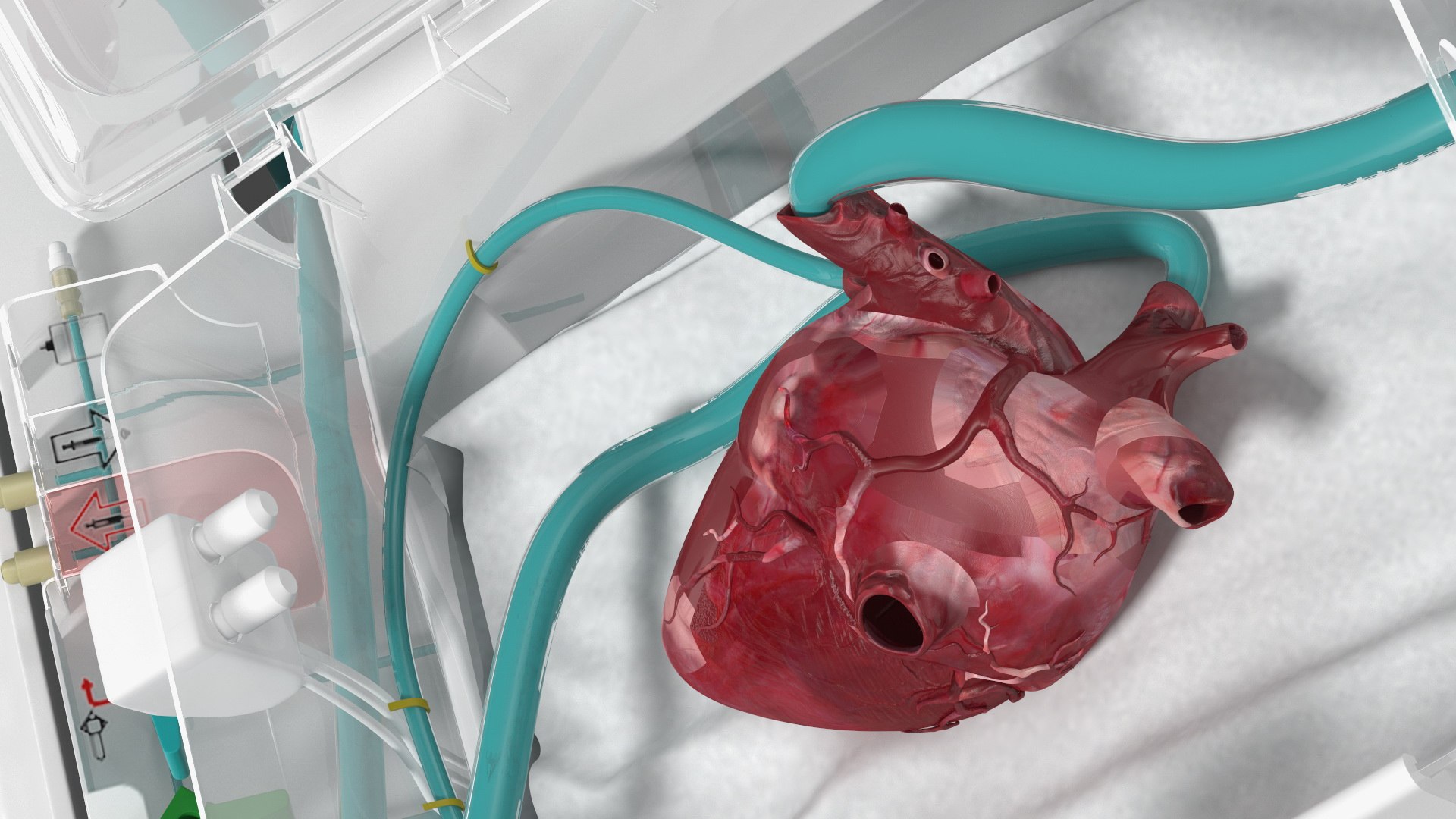 3D Organ Care System with Heart model https://p.turbosquid.com/ts-thumb/bv/i1nVwf/Cl/organcaresystemwithheartmb3dmodel019/jpg/1638523780/1920x1080/fit_q87/129557ca7fc14b2bef41423ac13e90e85b4a2e8f/organcaresystemwithheartmb3dmodel019.jpg