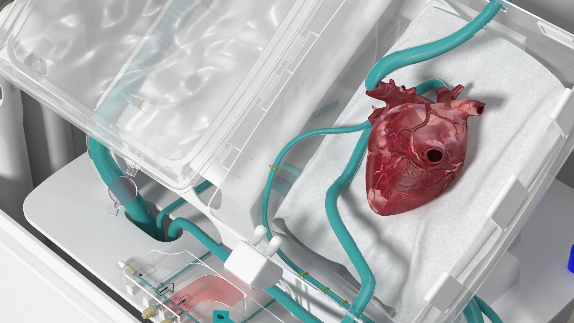 3D Organ Care System with Heart model https://p.turbosquid.com/ts-thumb/bv/i1nVwf/Xx/organcaresystemwithheartmb3dmodel018/jpg/1638523777/1920x1080/fit_q87/c5f677c0c1308a64b4aab715d2612550fe80fd9d/organcaresystemwithheartmb3dmodel018.jpg