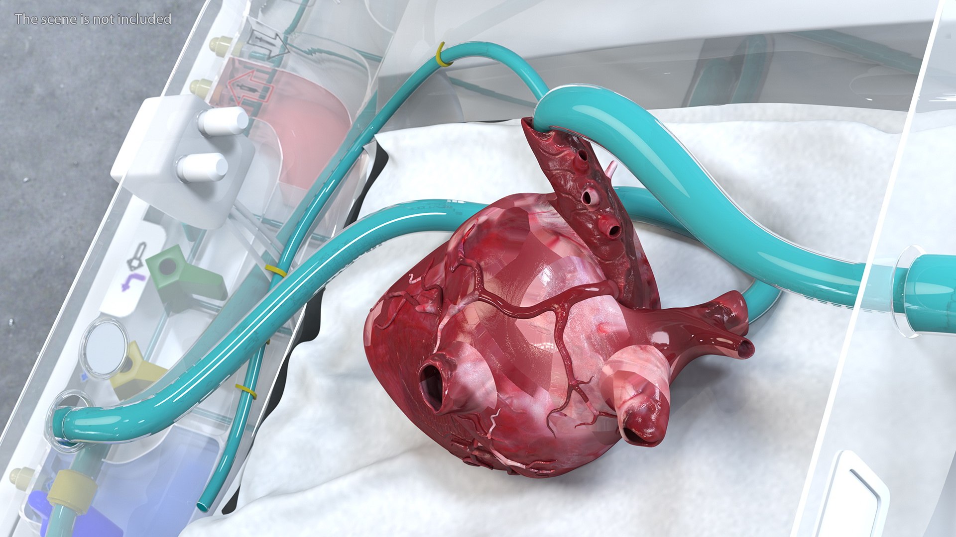 3D Organ Care System with Heart model https://p.turbosquid.com/ts-thumb/bv/i1nVwf/ms/organcaresystemwithheartmb3dmodel006/jpg/1638523746/1920x1080/fit_q87/3b8a38734b6e18fe2bae6e6a7d28041702f30a24/organcaresystemwithheartmb3dmodel006.jpg