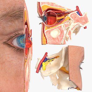 Human Eye Anatomy Cross Section