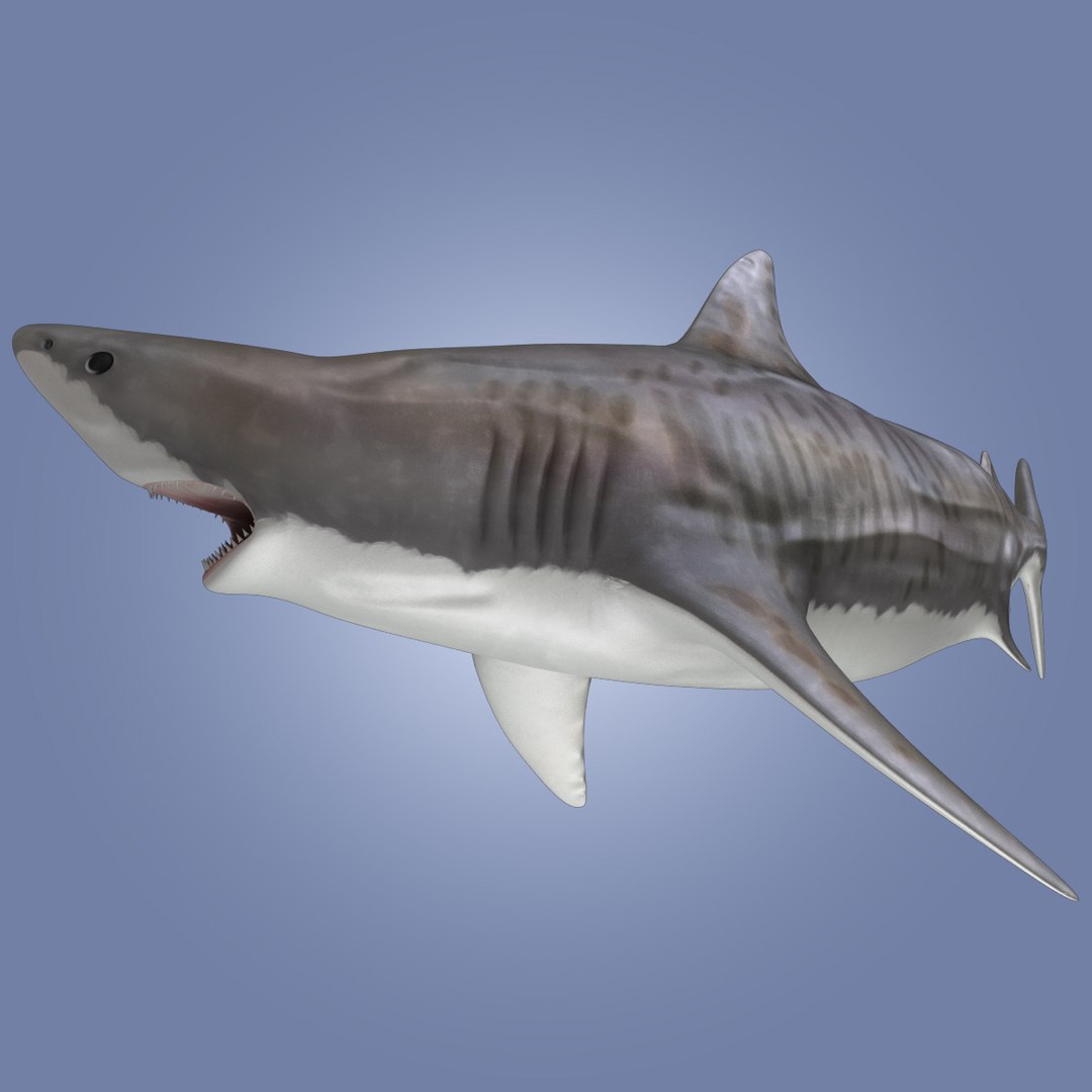 Tiger Shark Rigged 3d Model