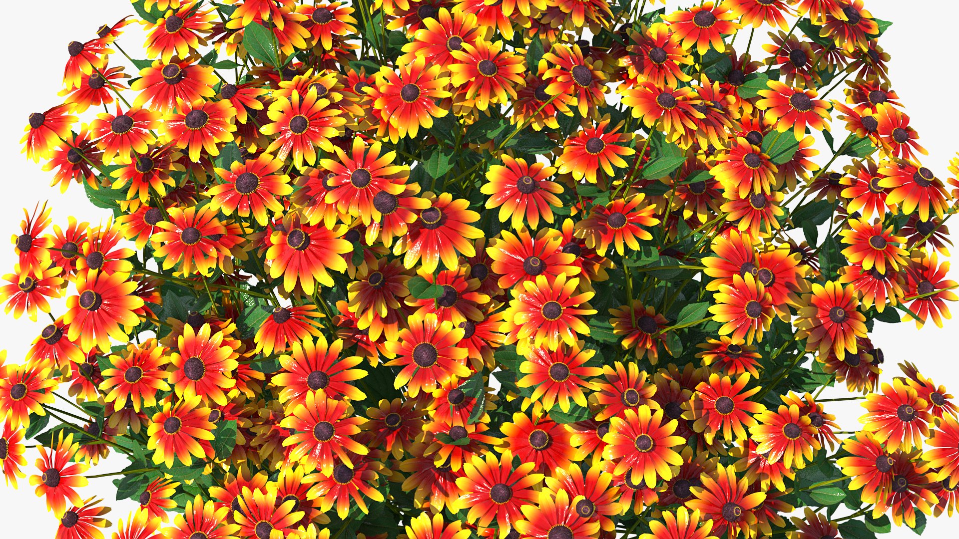 black eyed susan rudbeckia 3D model https://p.turbosquid.com/ts-thumb/bv/wEpkZ5/4o9Hj8Qw/blackeyedsusanrudbeckiahirtaorangec4dmodel004/jpg/1594060820/1920x1080/fit_q87/003e4a051d73783d4b6a609718a4f12157ceb941/blackeyedsusanrudbeckiahirtaorangec4dmodel004.jpg