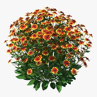 Black Eyed Susan Rudbeckia Hirta Orange