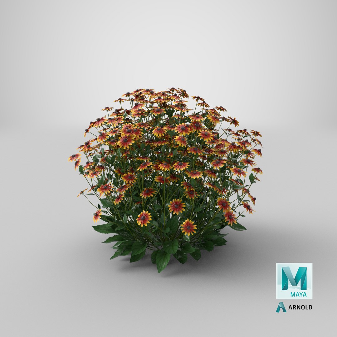 black eyed susan rudbeckia 3D model https://p.turbosquid.com/ts-thumb/bv/wEpkZ5/VdMw77eD/stemcell_maya_arnold_render/png/1600235531/1920x1080/fit_q87/199245e421a82b4f0d7dc7b84f9d875d234a2dc4/stemcell_maya_arnold_render.jpg