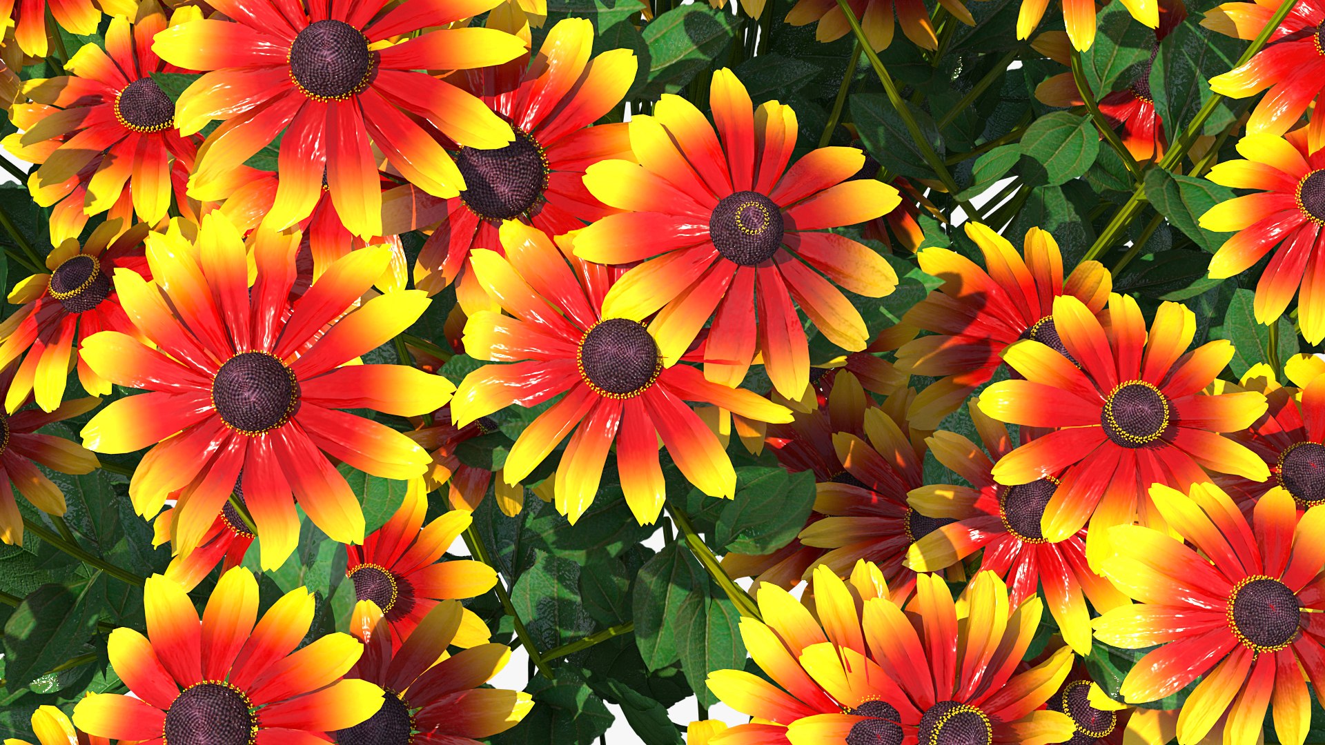 black eyed susan rudbeckia 3D model https://p.turbosquid.com/ts-thumb/bv/wEpkZ5/fZXMiCHa/blackeyedsusanrudbeckiahirtaorangec4dmodel005/jpg/1594060829/1920x1080/fit_q87/dabc72d86b2b637fd94541e9d24b09456581a692/blackeyedsusanrudbeckiahirtaorangec4dmodel005.jpg