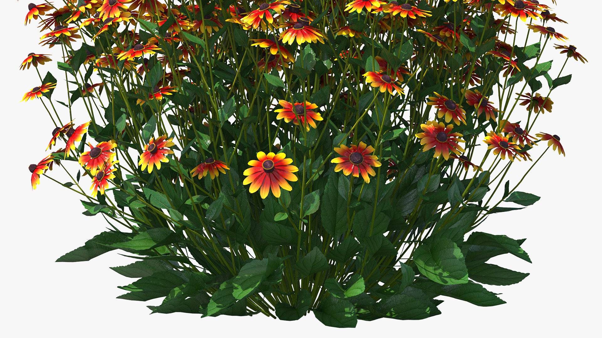 black eyed susan rudbeckia 3D model https://p.turbosquid.com/ts-thumb/bv/wEpkZ5/i6wTvOvM/blackeyedsusanrudbeckiahirtaorangec4dmodel008/jpg/1594060854/1920x1080/fit_q87/be4f5f7d2236da7e6fceb267f77503e8edb7df5a/blackeyedsusanrudbeckiahirtaorangec4dmodel008.jpg