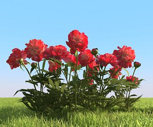 3D flowerbed peonies