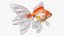 3D White Goldfish Aquarium Fish Rigged for Cinema 4D model