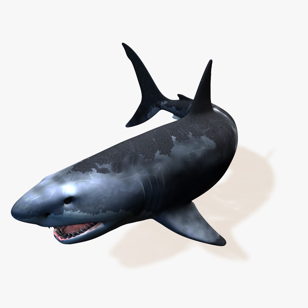 great white shark c4d https://p.turbosquid.com/ts-thumb/bw/IsrUtf/EonXs0N9/004/jpg/1386512623/1920x1080/fit_q87/e49e4c1b10380c9e66c13df8fa6351987751a222/004.jpg