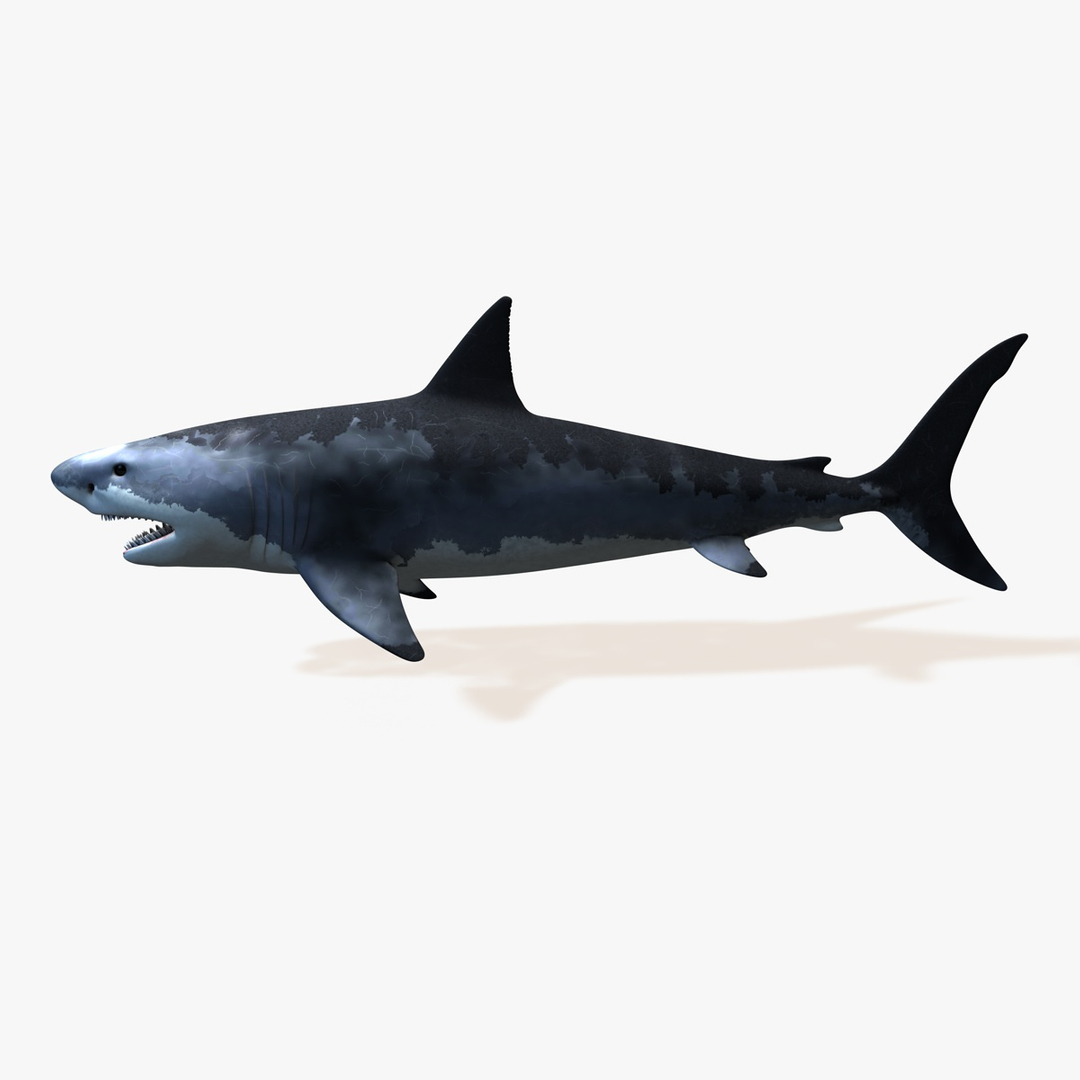 great white shark c4d https://p.turbosquid.com/ts-thumb/bw/IsrUtf/FRZybPDT/image/jpg/1386512735/1920x1080/turn_fit_q99/e1c1370d1d37f164125be3e4cde167484e6402d1/image-1.jpg