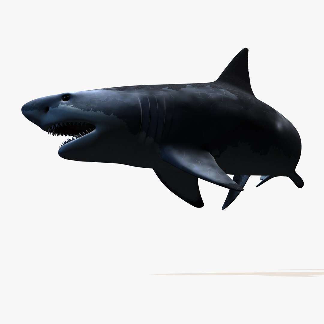 great white shark c4d https://p.turbosquid.com/ts-thumb/bw/IsrUtf/FnW5ckaz/005/jpg/1386512623/1920x1080/fit_q87/d401c3943ea78d2b1b702ef76ffadf86a4ad2c35/005.jpg