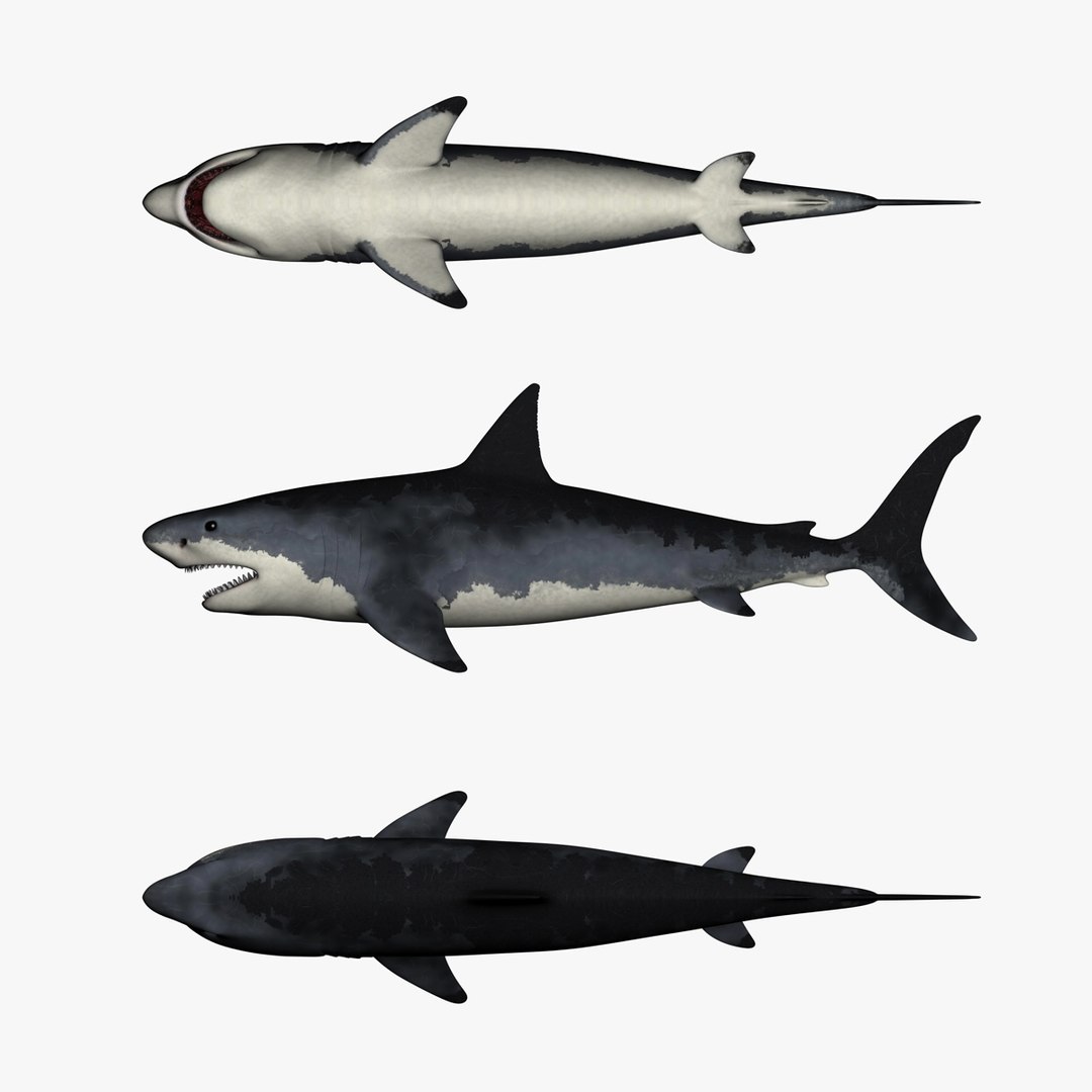 great white shark c4d https://p.turbosquid.com/ts-thumb/bw/IsrUtf/J3OxnnZN/003/jpg/1386512623/1920x1080/fit_q87/1f2074c44d494f9bc5acd080259486aebd7226f6/003.jpg