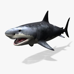 Great White Shark