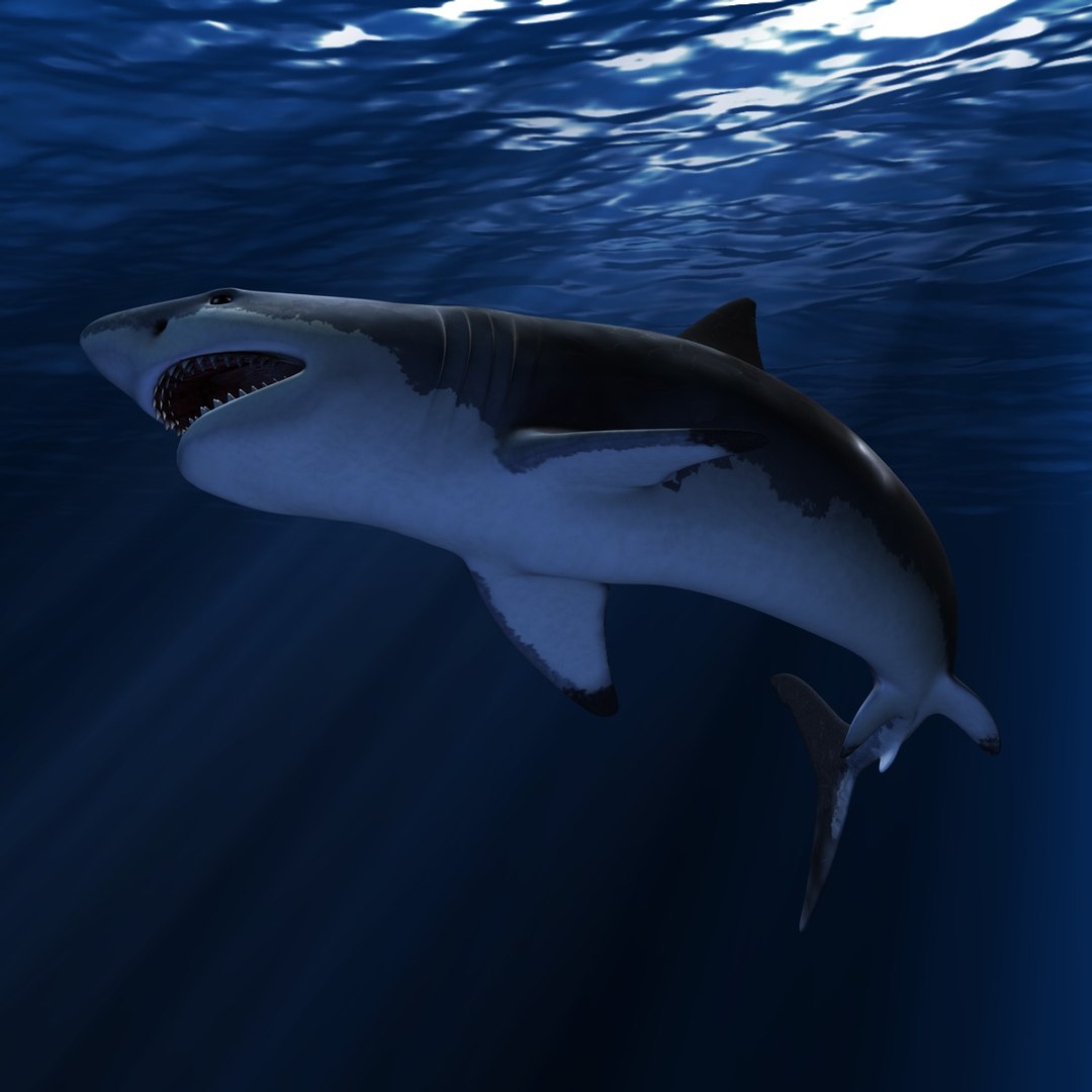 great white shark c4d https://p.turbosquid.com/ts-thumb/bw/IsrUtf/cekzwqqf/007/jpg/1386512623/1920x1080/fit_q87/28a7febae9ddbc821f040fea55ec16d22a9140d7/007.jpg