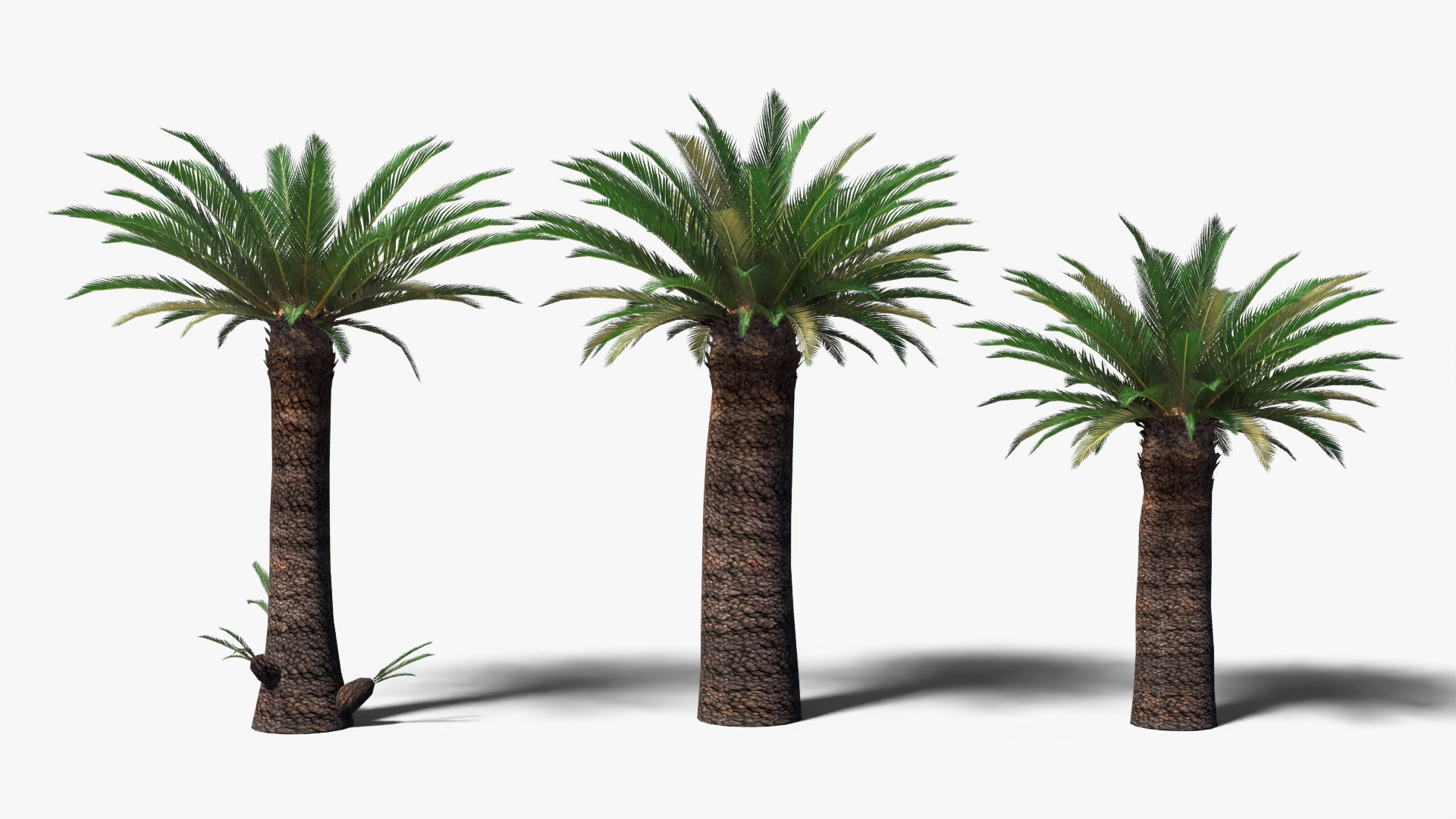 Low Poly Cycads Collection Model - TurboSquid 2016057