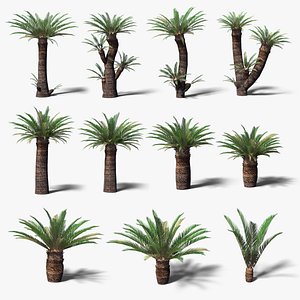 Low Poly Cycads Collection model
