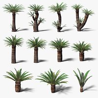 Low Poly Cycads Collection