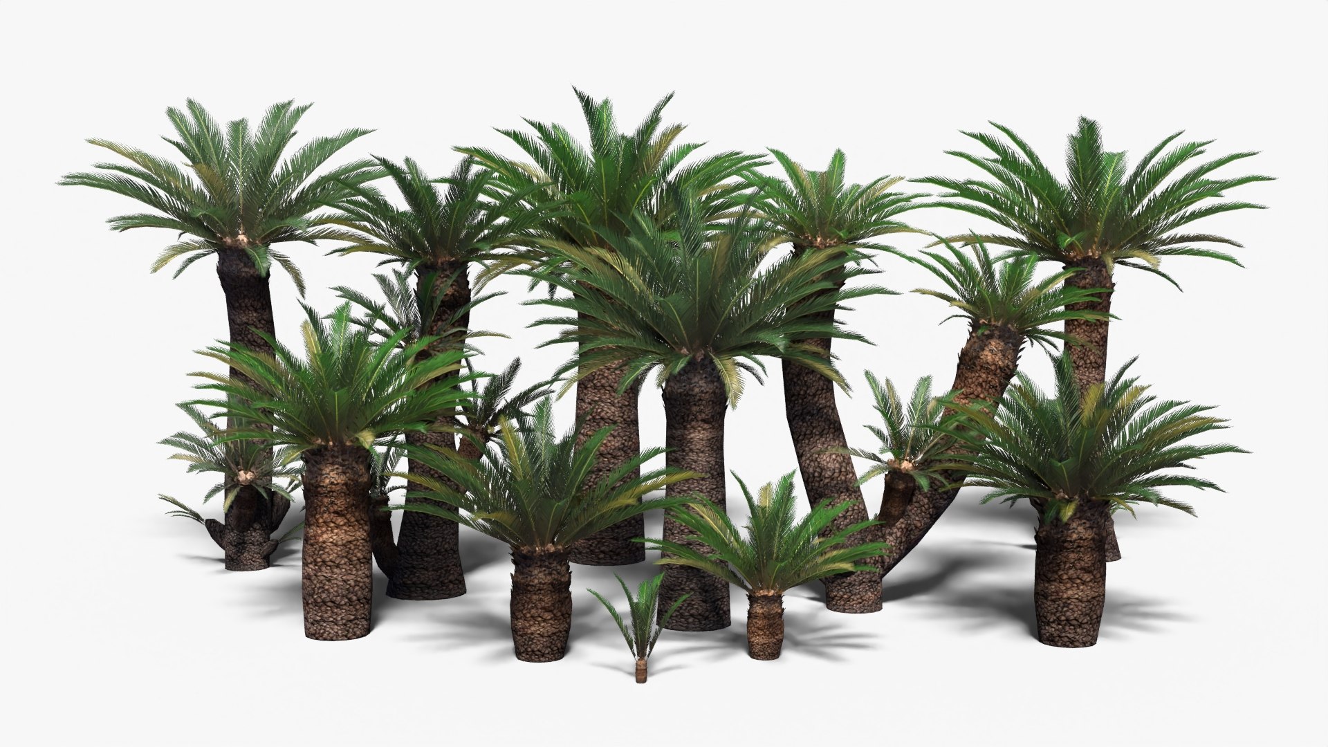 Low Poly Cycads Collection Model - TurboSquid 2016057