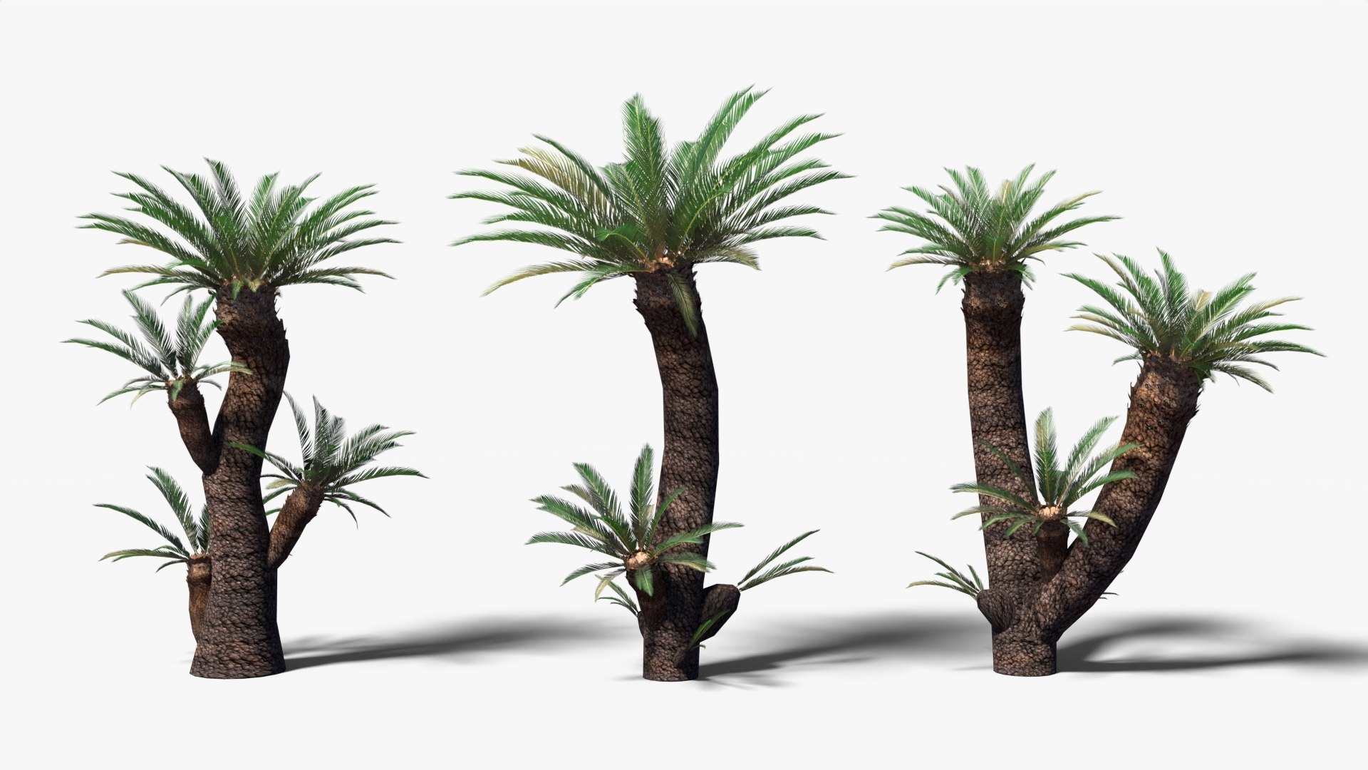 Low Poly Cycads Collection Model - TurboSquid 2016057