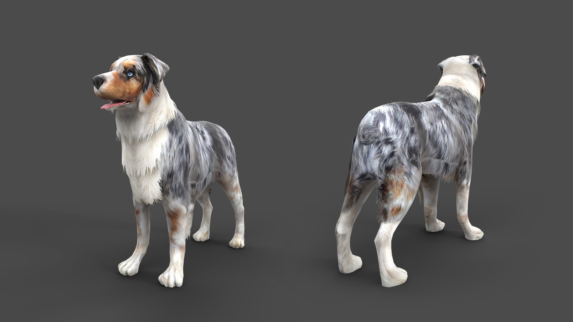 s dog australian shepard max https://p.turbosquid.com/ts-thumb/bw/TQwHok/Bw/shepherdstaticset1920x10800102australianshepherdgrey/jpg/1773149203/1920x1080/fit_q87/93a198aeac88bd66fab06fbe37b9ad707c47f1c9/shepherdstaticset1920x10800102australianshepherdgrey.jpg