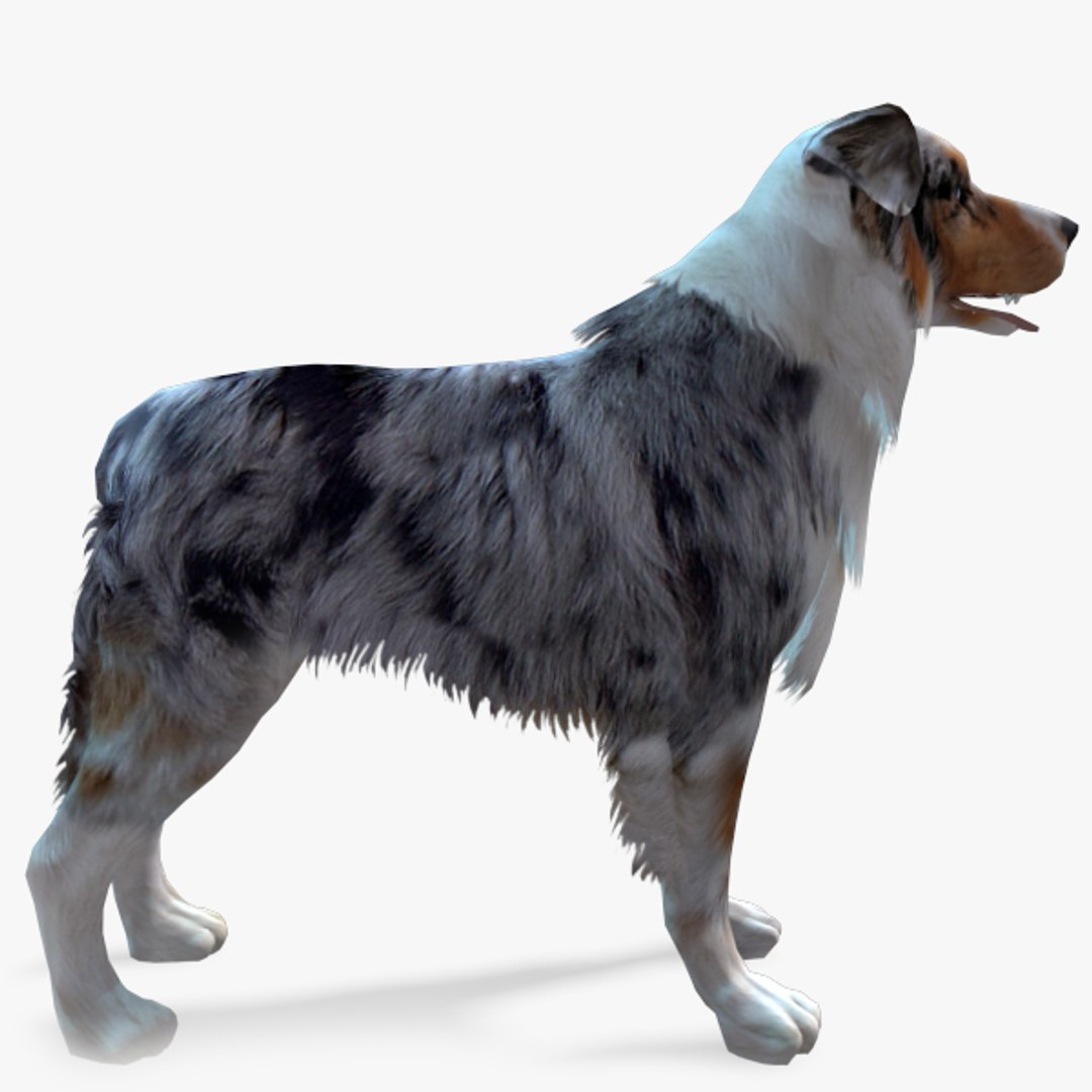 s dog australian shepard max https://p.turbosquid.com/ts-thumb/bw/TQwHok/j6as3ES1/australiansheperdpreview08/jpg/1378806960/1920x1080/fit_q87/a45d09c2351ab556f4ce96610b5a3a34dcc5af54/australiansheperdpreview08.jpg